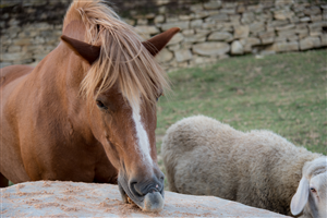 Azienda Agricola COLOMBO GI...